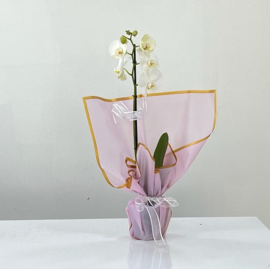 Zarafetin Dansı: Pembe Buket Kağıdı ile Süslenmiş Tek Dallı Beyaz Orkide