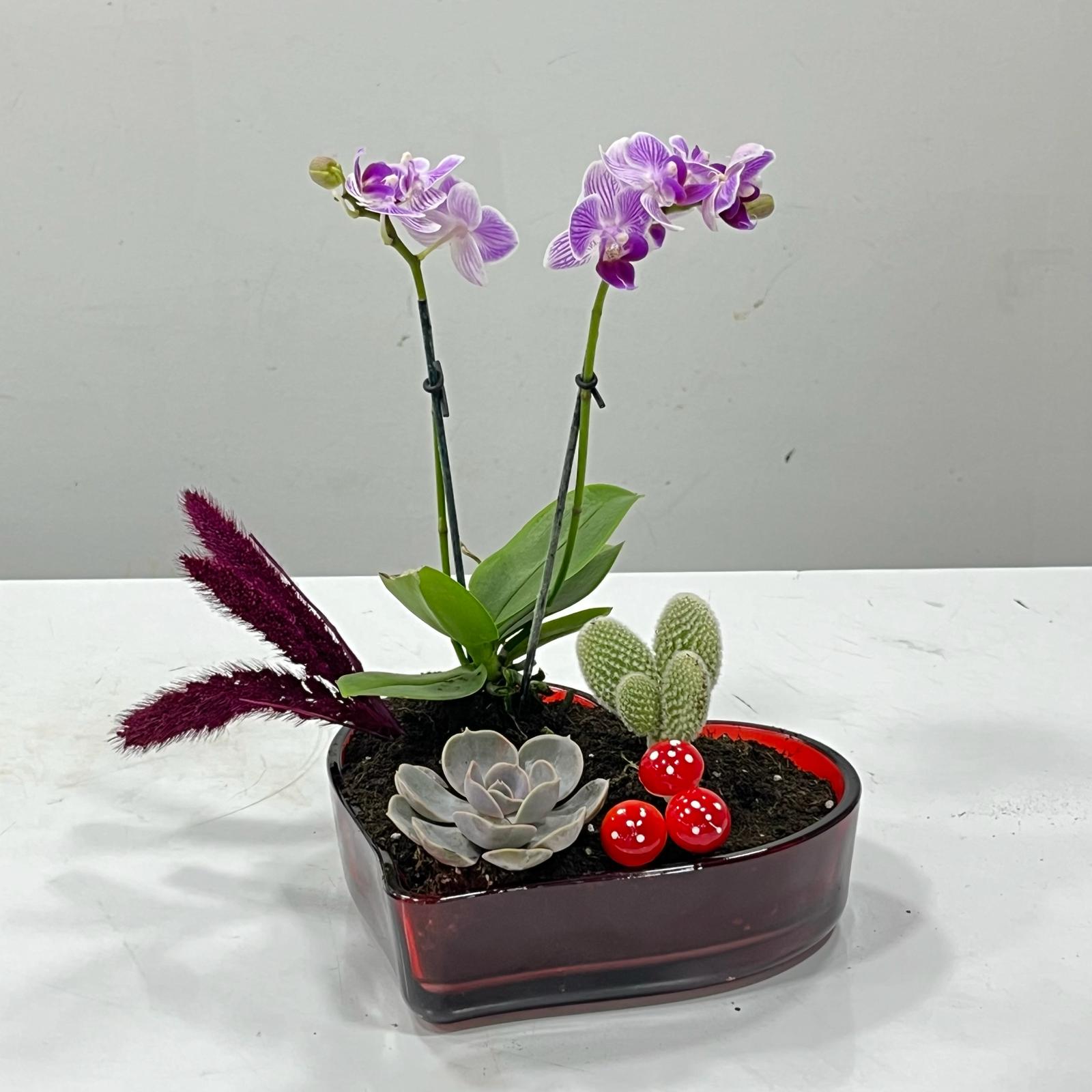 Mini Orkide Bahçem