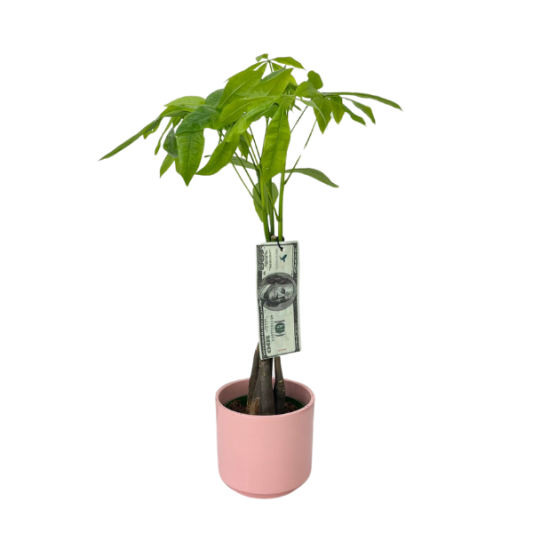 Para Ağacı Şansı