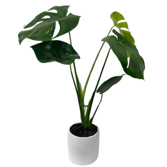 Monstera Esintileri