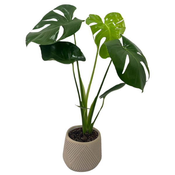 Monstera Saati