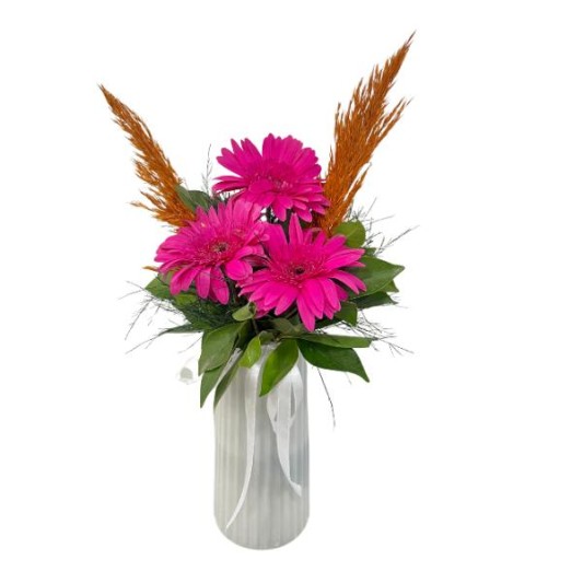 Lila Esinti Gerbera