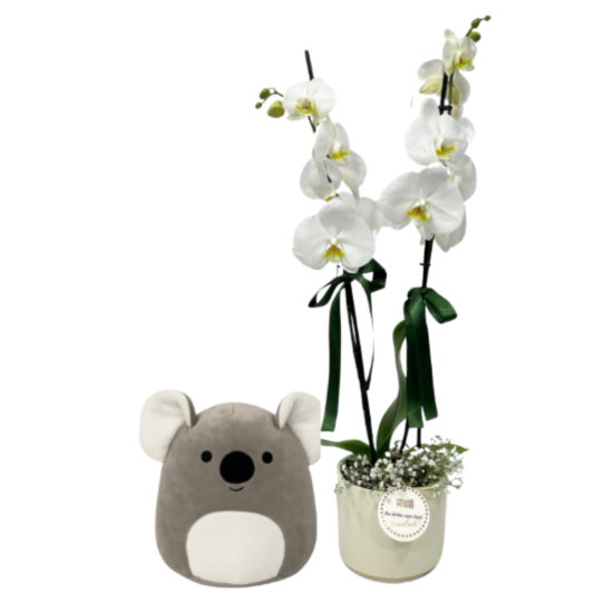 Koala İle Zariflik