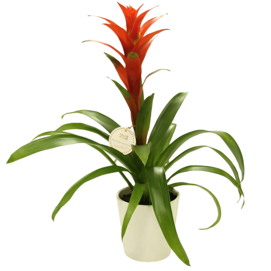 Guzmanya Işıltısı