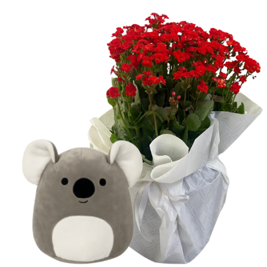 Koala Köşesi