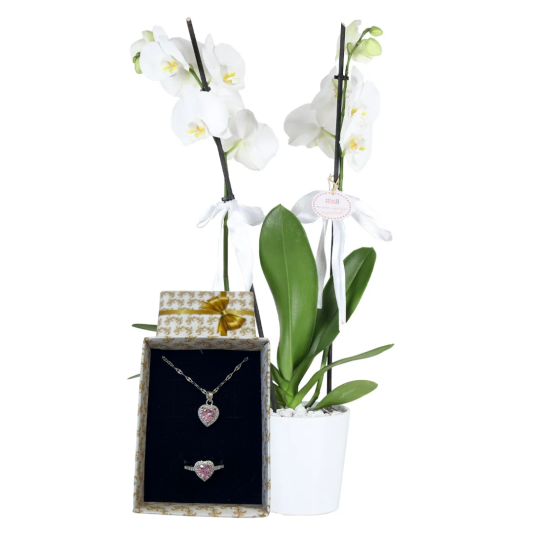 Beyaz Rüya Beyaz Rüya