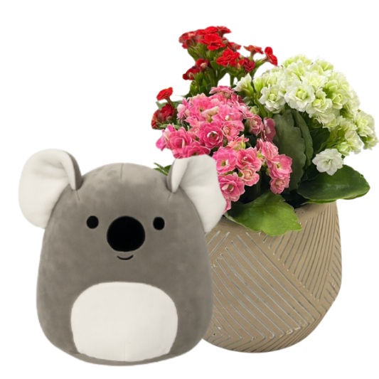 Koala Sarılması
