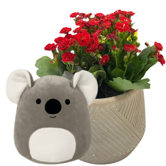 Kalpten Koala