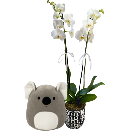 Peluş Koala Buketi Peluş Koala Buketi