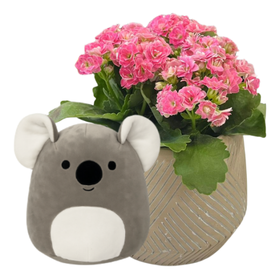 Koala Sevgi Getirdi