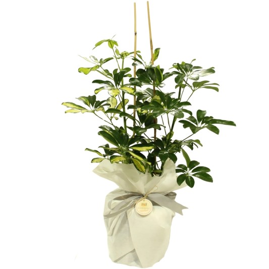 Şeflara Güzelliği