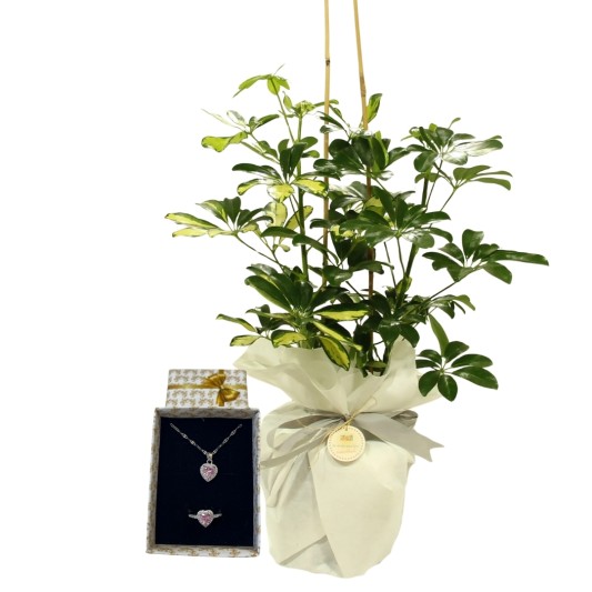 Şeflara Güzelliği