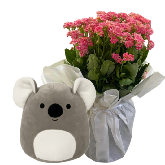 Koala Köşesi