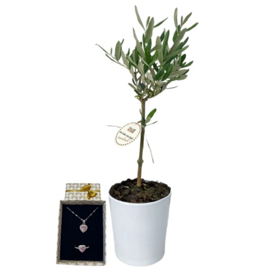 Zeytin Ağacı Ferahlığı