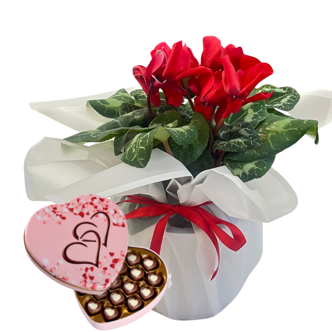 Aşkın Kırmızı Siklameni