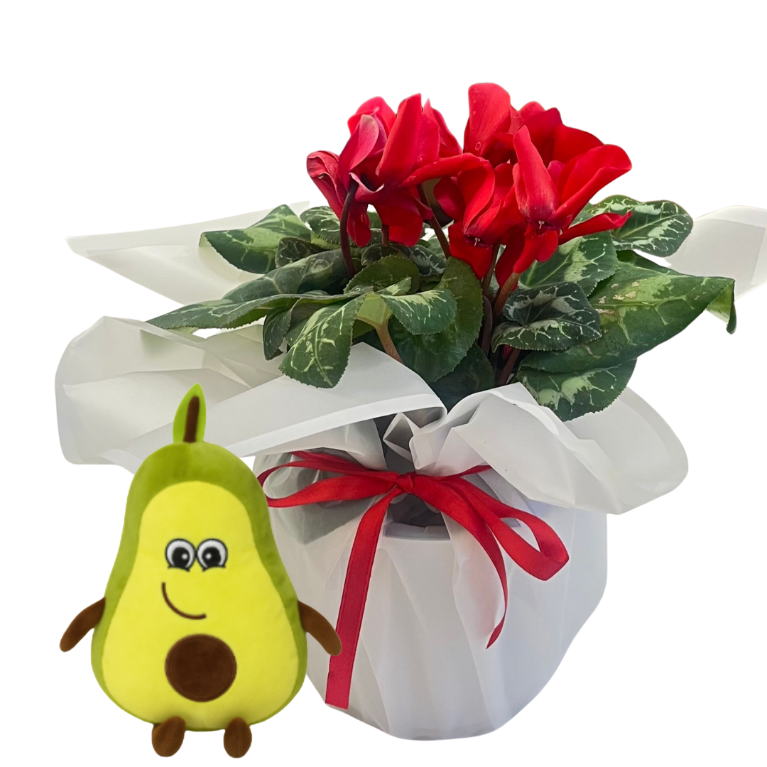 Avokadolu Kırmızı Siklamen