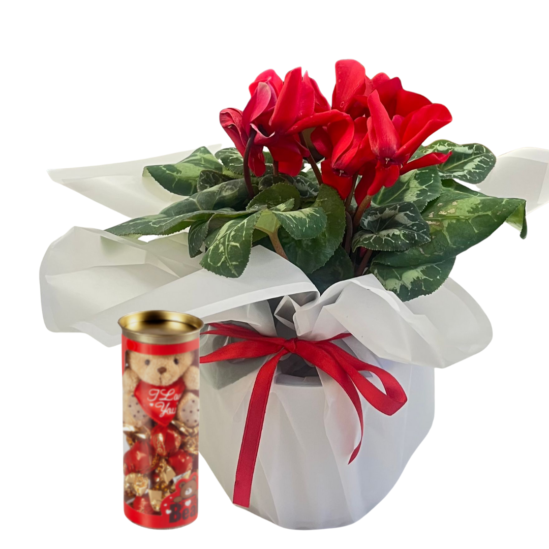 Çikolatalı Kırmızı Siklamen