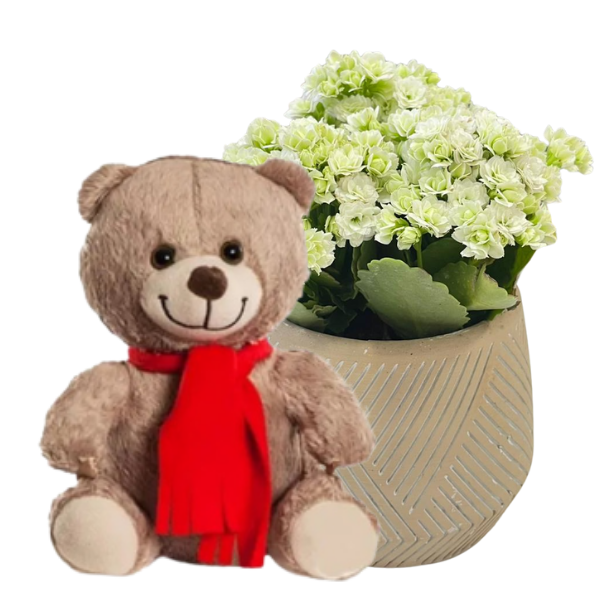 Ayıcığın Beyazı