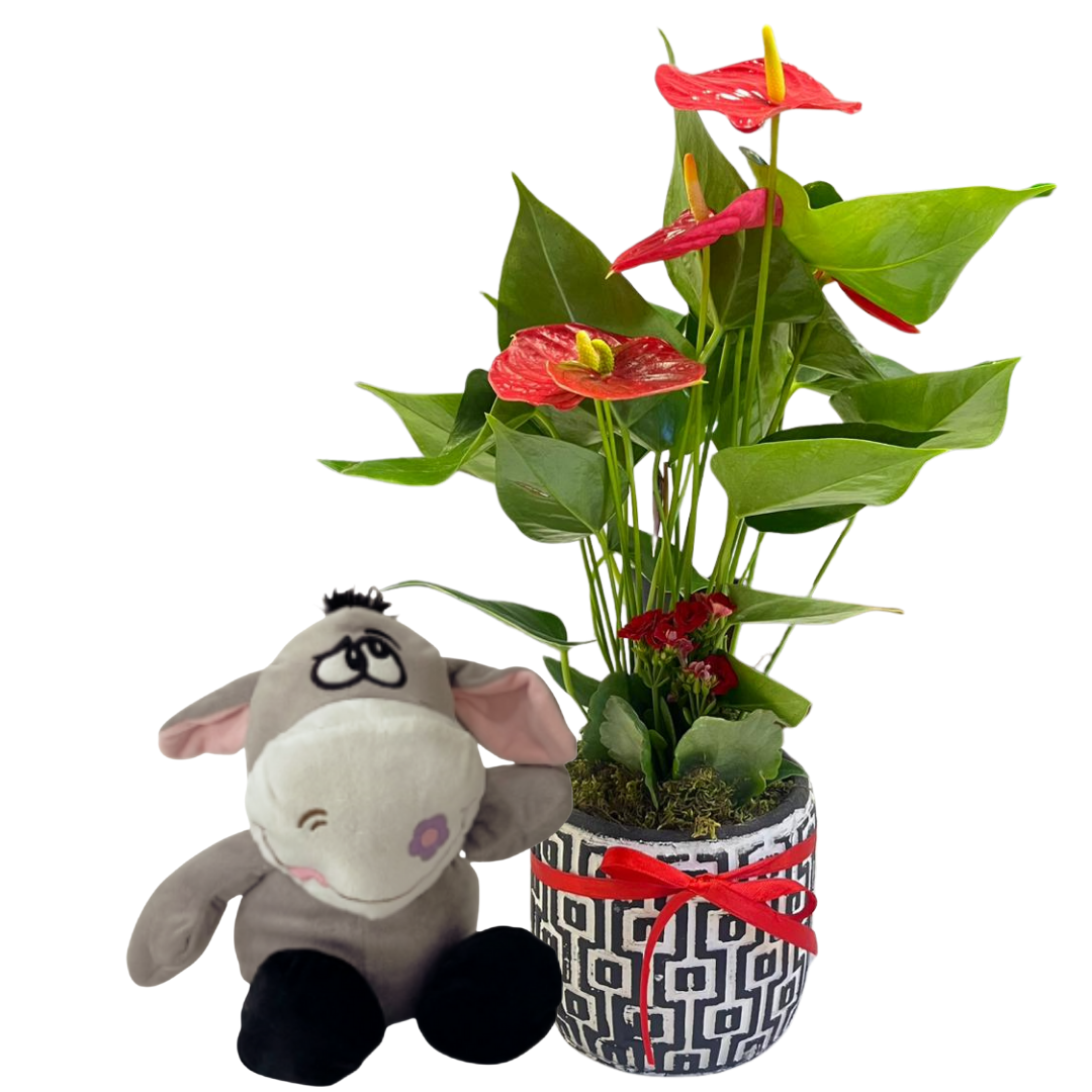 Kırmızı Düş Seti