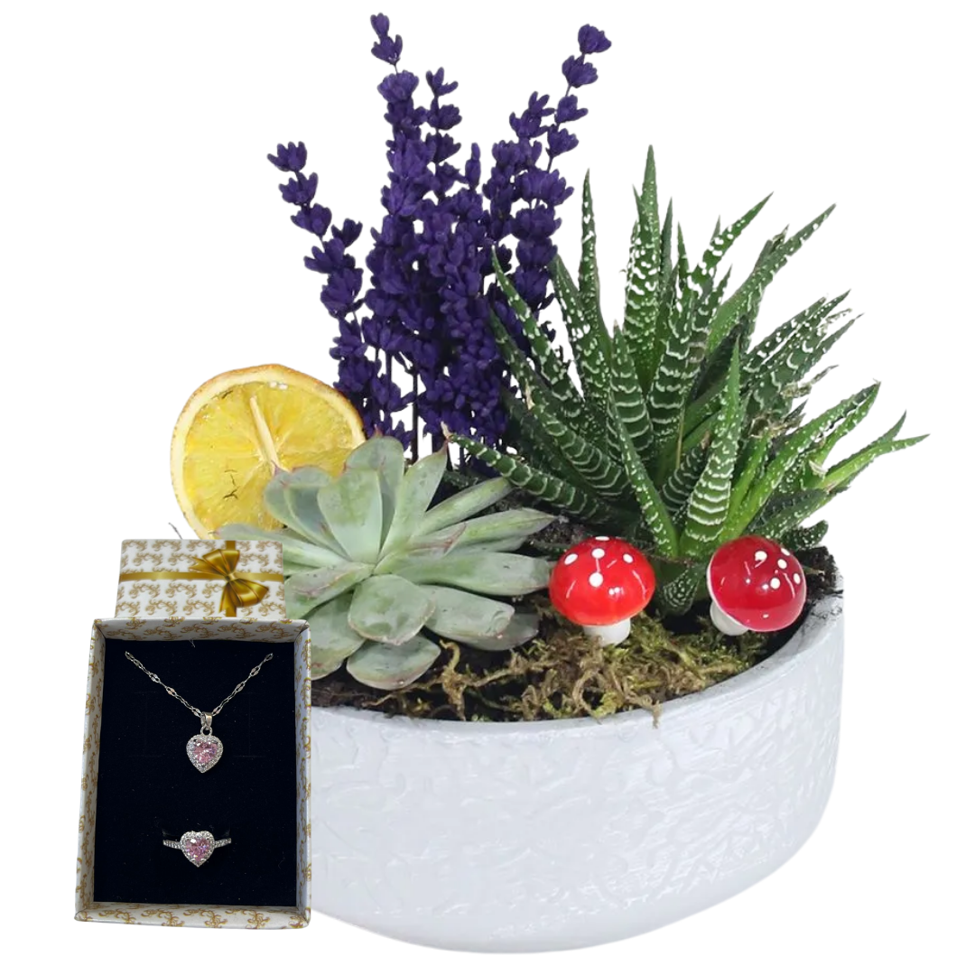 Sukulent Işıltısı