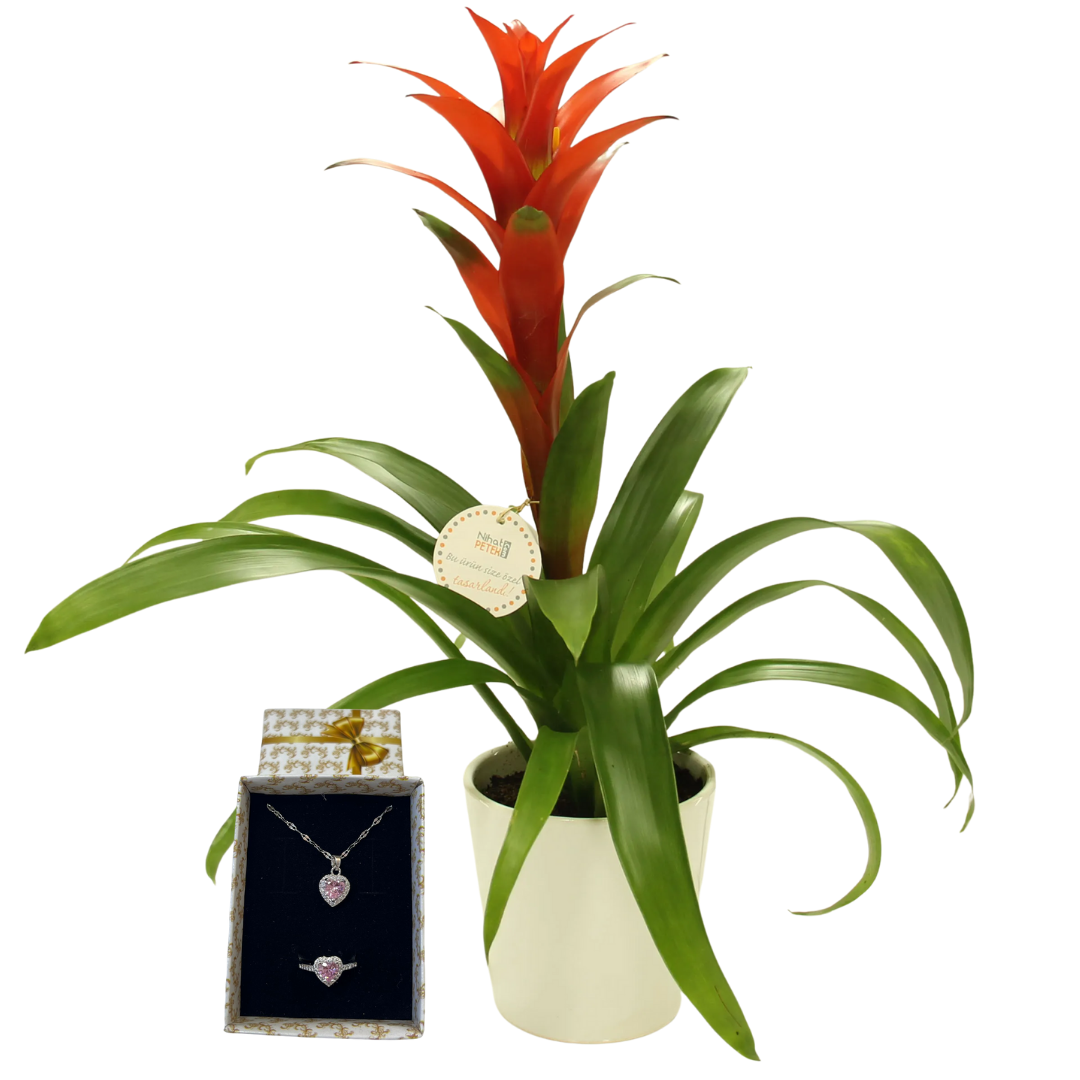 Guzmanya Işıltısı