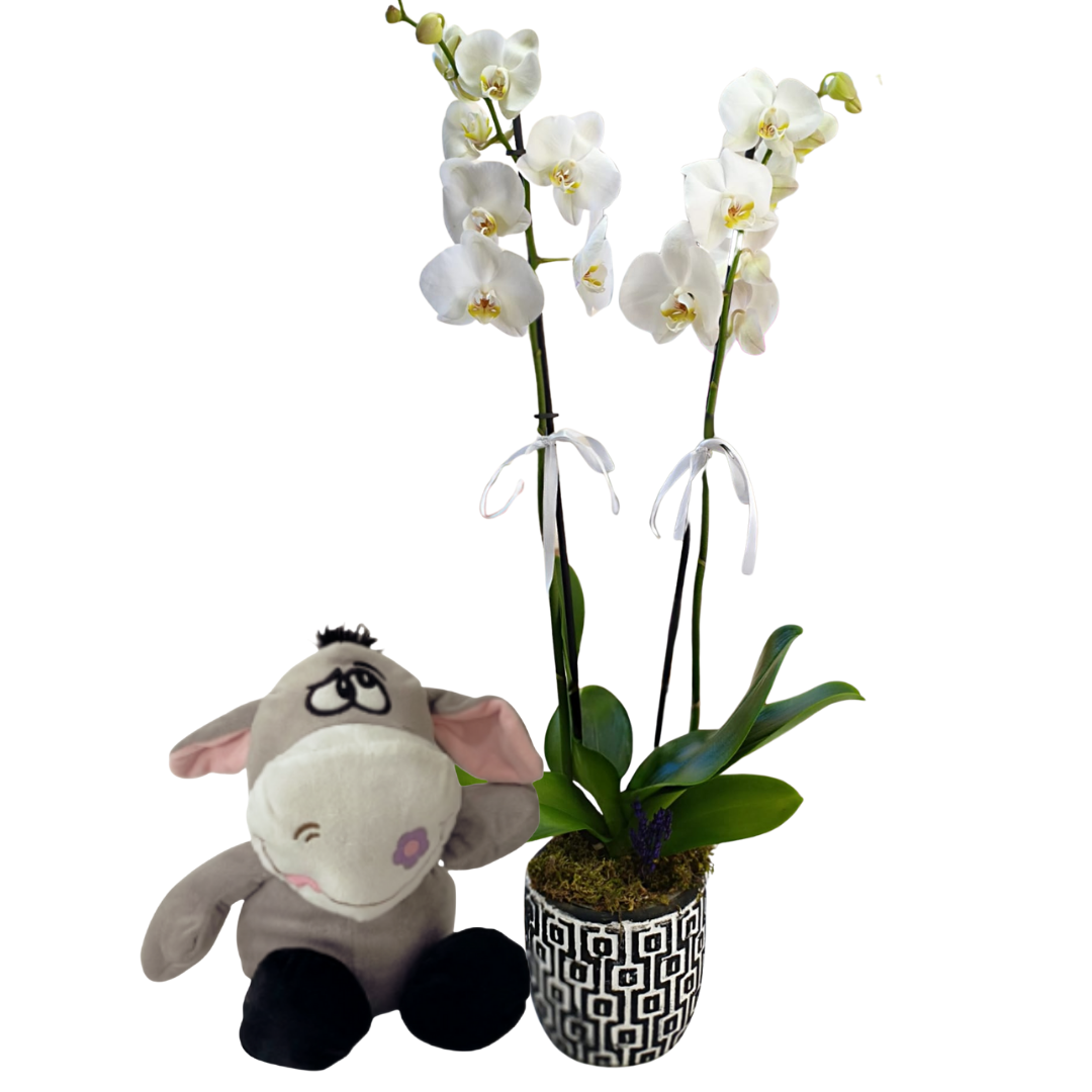 Peluş Eşek Buketi