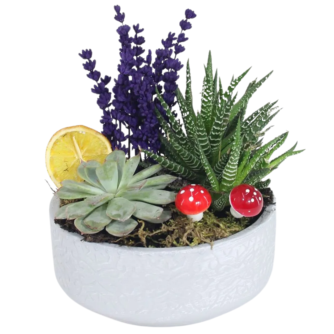 Sukulent Işıltısı