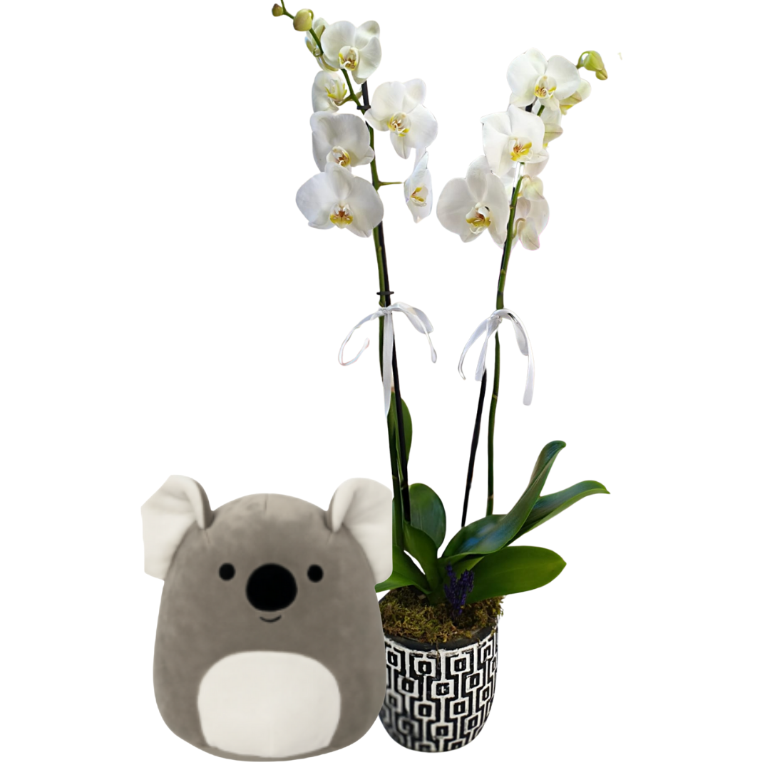 Peluş Koala Buketi