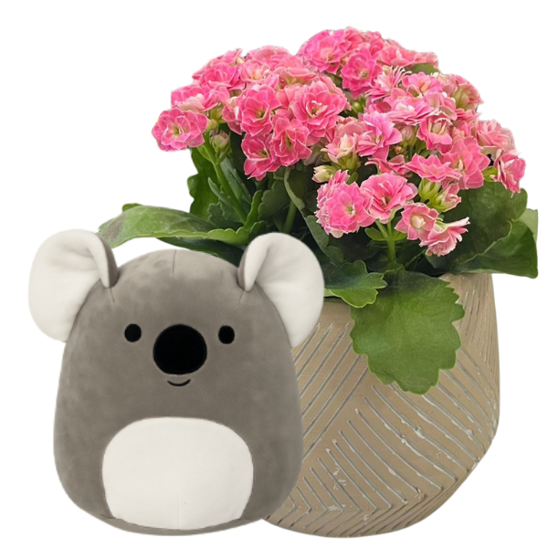 Koala Sevgi Getirdi