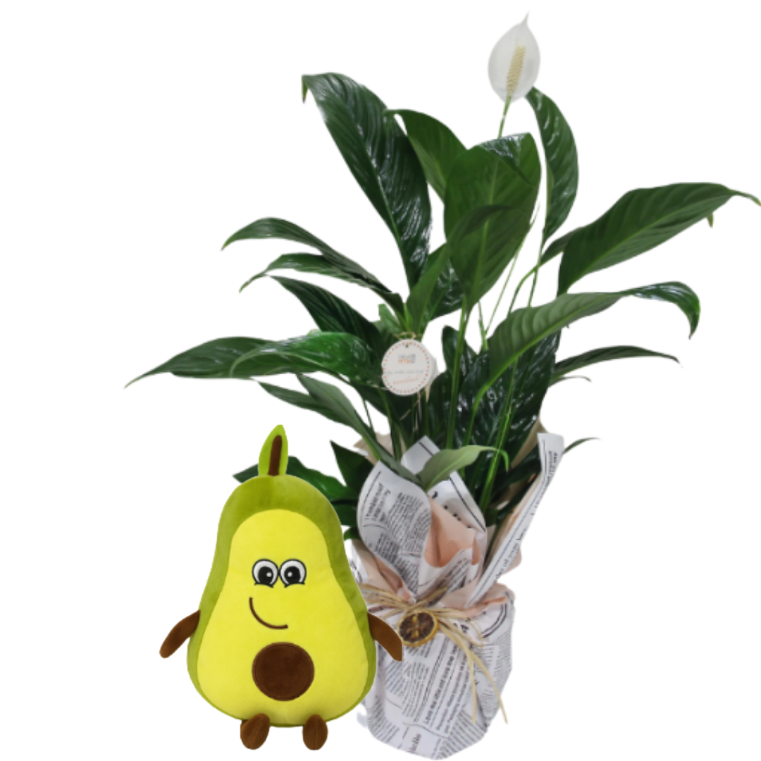 Barış Çiçeğinin Meyvesi