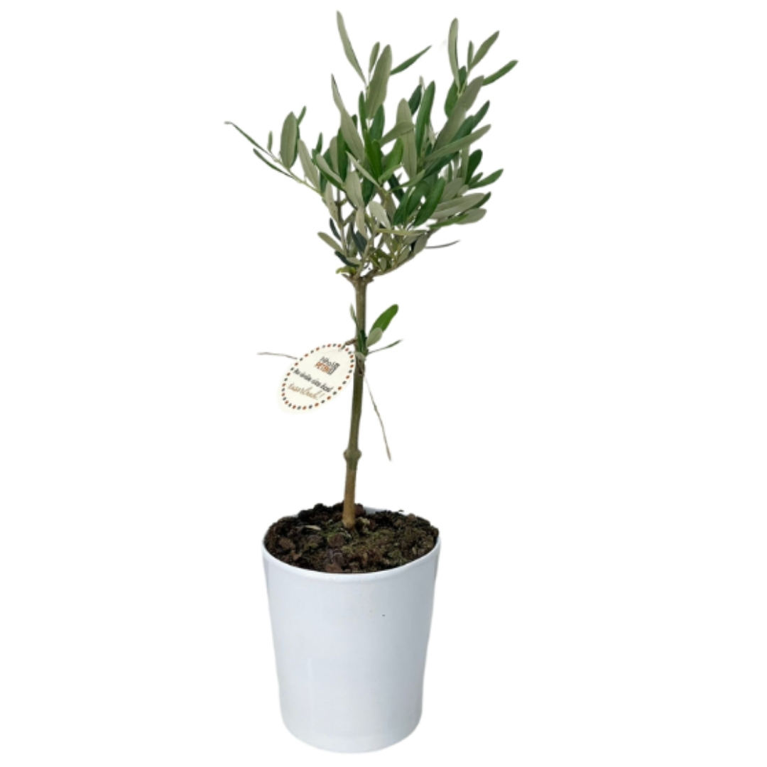 Zeytin Ağacı Ferahlığı