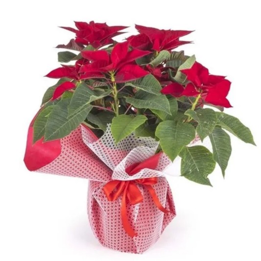 Kırmızının Asaleti