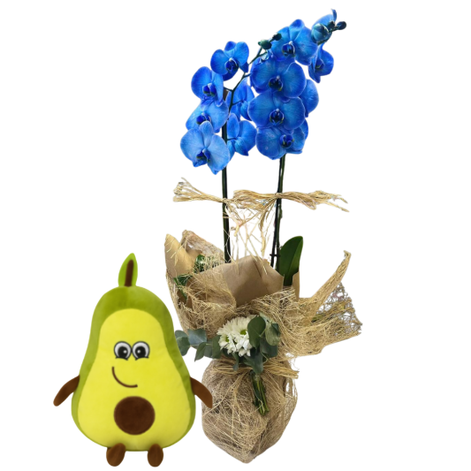 Orkidenin Avakado Meyvesi