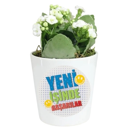 Beyaz Tatlı Kalanchoe