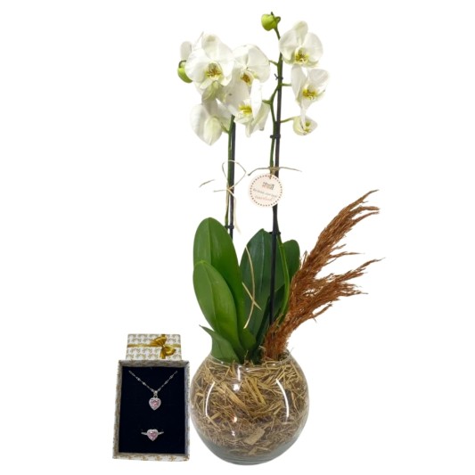 Zarif Işıltı Orkidesi