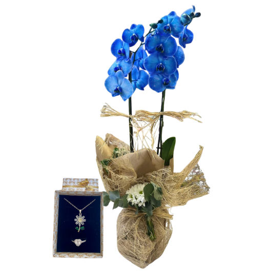 Papatyanın Mavi Işıltısı