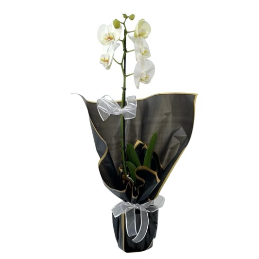 Asilliğin Tek Dalı