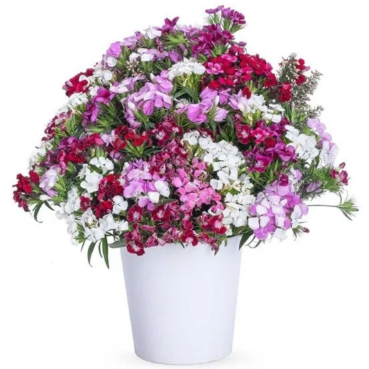 Renkli Hüsnüyusuf Zarafeti