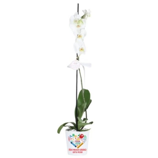 Öğretmenime Zarif Hediye