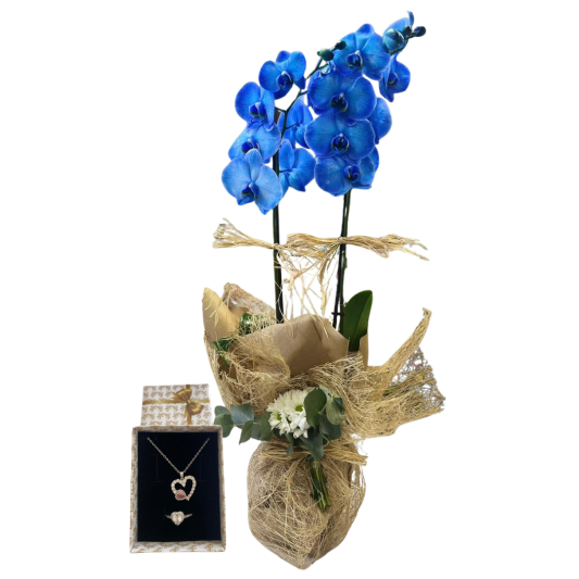 Kalpten Gelen Orkide 