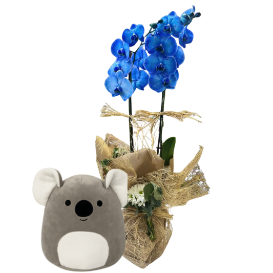 Neşeli Koala Zarafeti