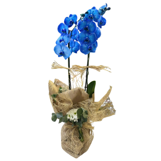 Orkidenin Mavi Işıltısı