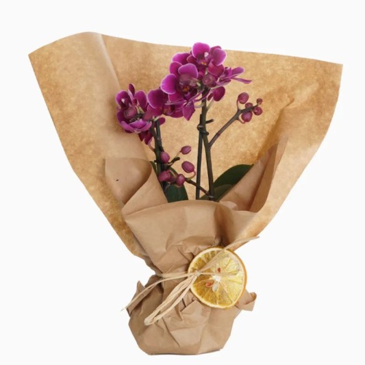 Zarifliğin Pandorası