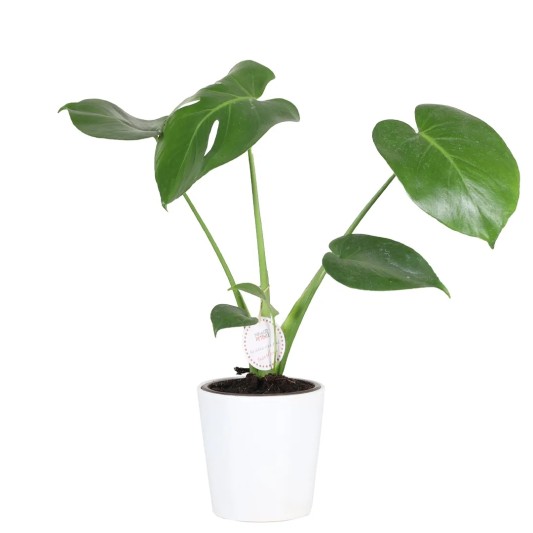 Yeşil Zarafet Saksısı