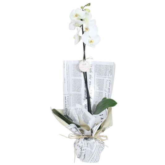 Beyaz Orkidenin Pandorası