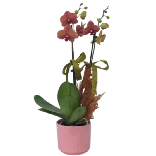 Pandoranın Kırmızı Orkidesi