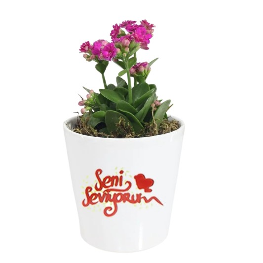 Sevgilime Pembe Kalanchoe