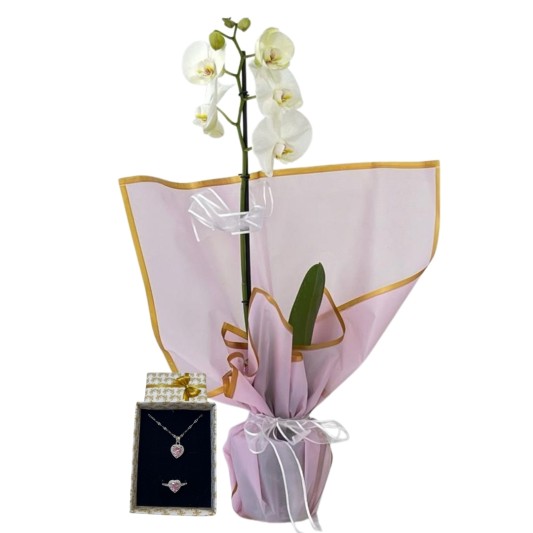 Zarifliğin Esintisi