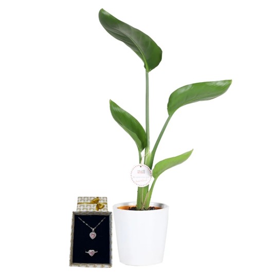 Sadeliğe Pandora Dokunuşu