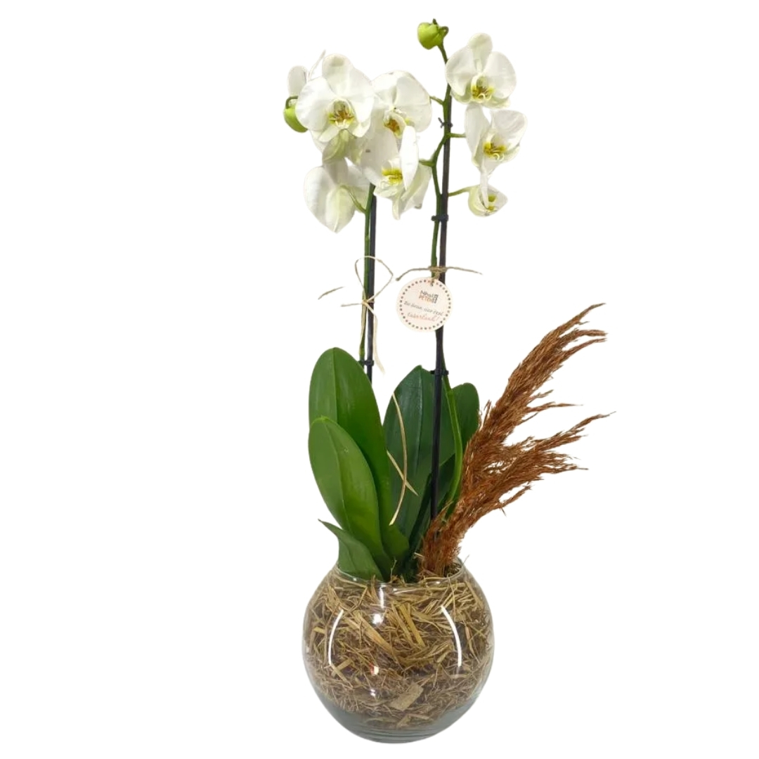 Zarif Işıltı Orkidesi